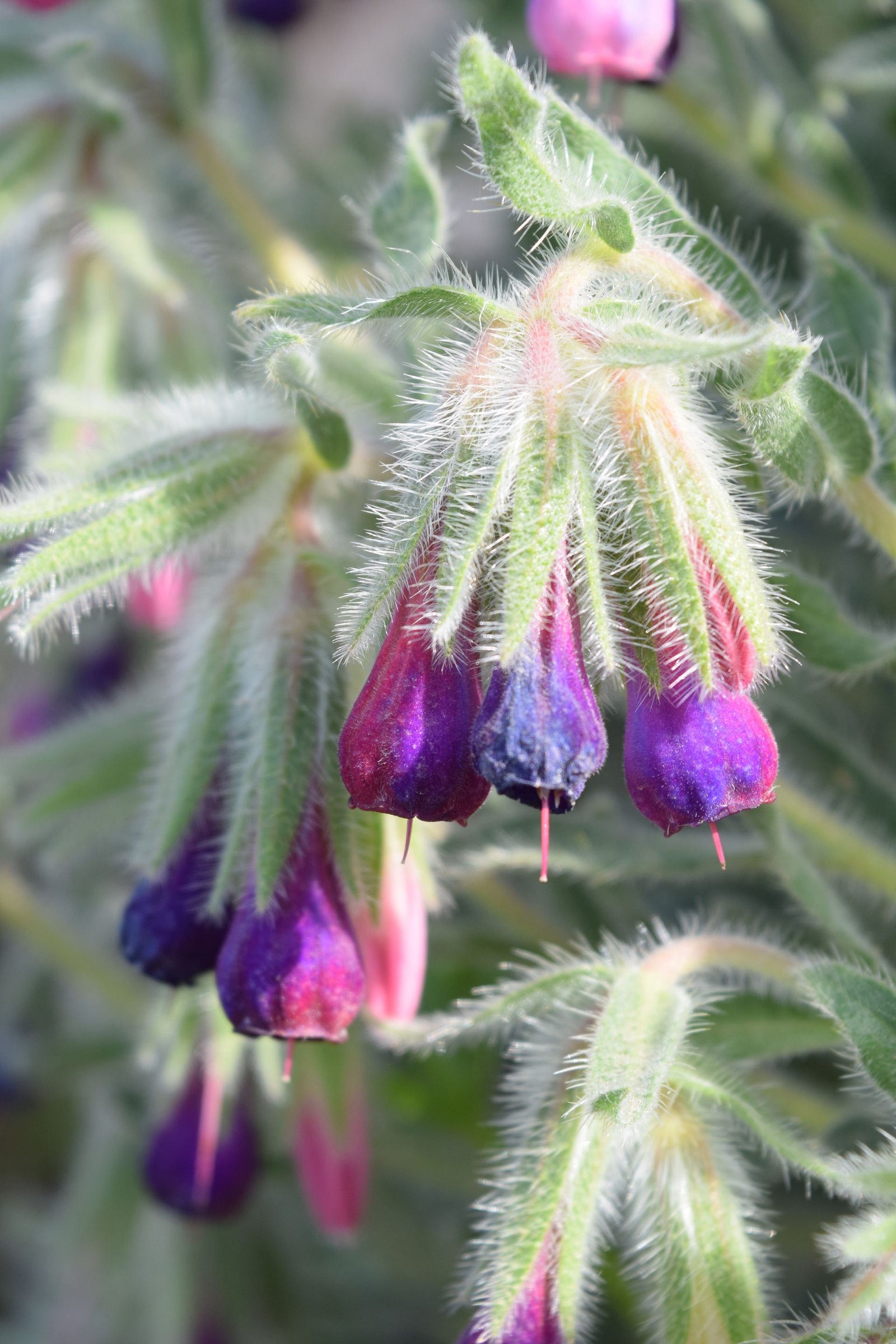 Onosma albo-roseum Fisch. &amp; C.A.Mey.